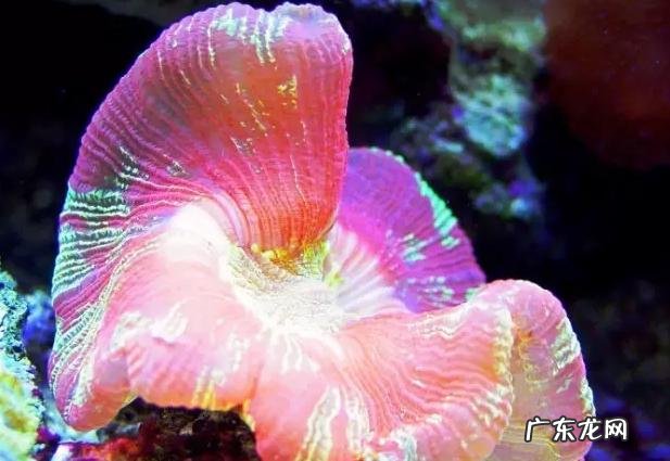 深海里有哪些好看的生物？