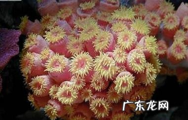 深海里有哪些好看的生物？