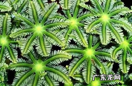 深海里有哪些好看的生物？