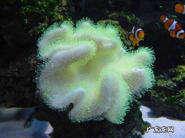 深海里有哪些好看的生物？