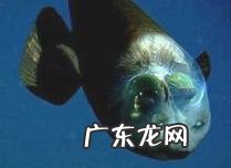 深海里有哪些好看的生物？