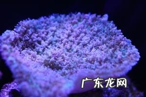 深海里有哪些好看的生物？