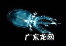 深海里有哪些好看的生物？
