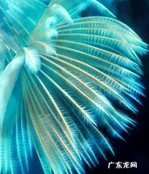 深海里有哪些好看的生物？