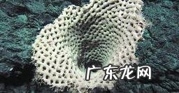 深海里有哪些好看的生物？