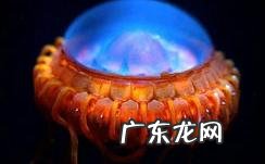 深海里有哪些好看的生物？