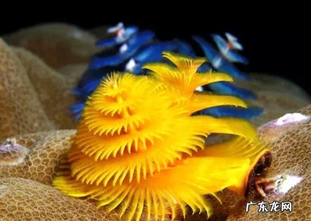 深海里有哪些好看的生物？