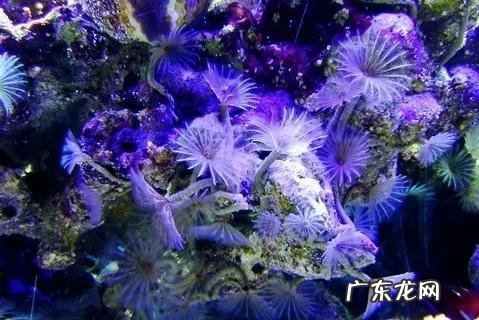 深海里有哪些好看的生物？