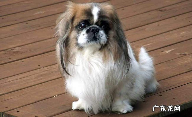 十种适合家养的小型犬排名 博美只能排第九