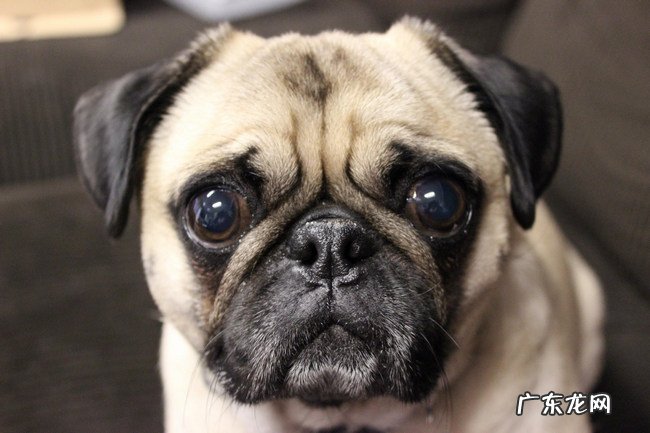 十种适合家养的小型犬排名 博美只能排第九