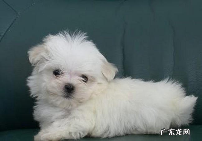 十种适合家养的小型犬排名 博美只能排第九