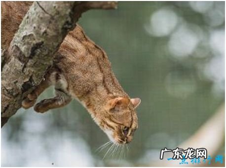 世界上最小的野猫,锈斑豹猫体重不超过4斤