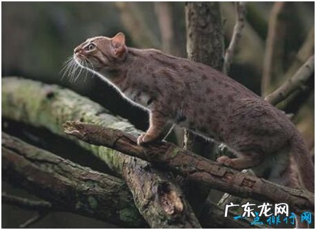 世界上最小的野猫,锈斑豹猫体重不超过4斤