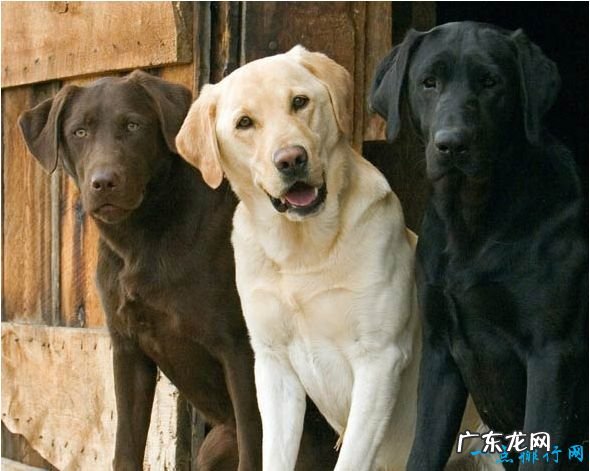 狗狗智商排名 十种世界上智商最高的狗