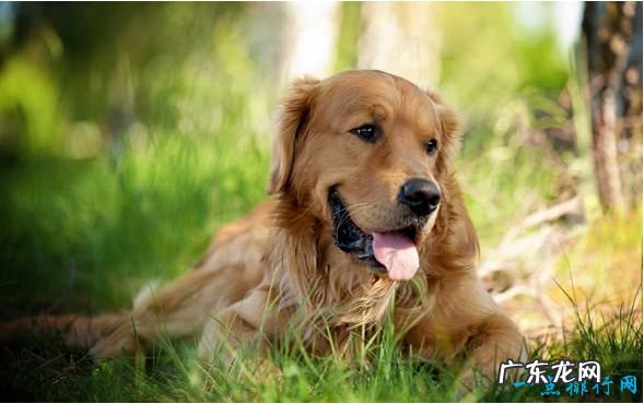 狗狗智商排名 十种世界上智商最高的狗