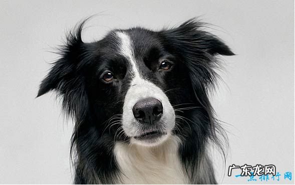 狗狗智商排名 十种世界上智商最高的狗