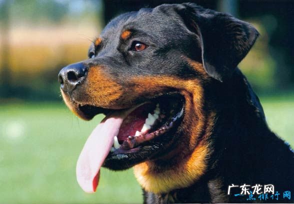 狗狗智商排名 十种世界上智商最高的狗