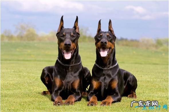 狗狗智商排名 十种世界上智商最高的狗