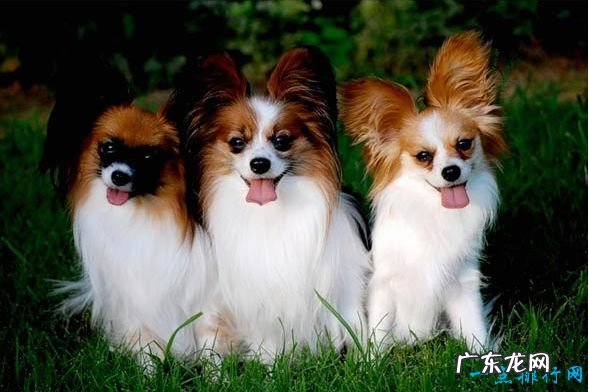 狗狗智商排名 十种世界上智商最高的狗