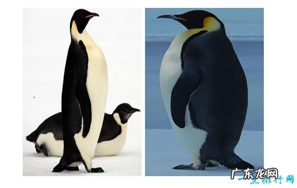 世界上最聪明的十种鸟 啄羊鹦鹉位居第一