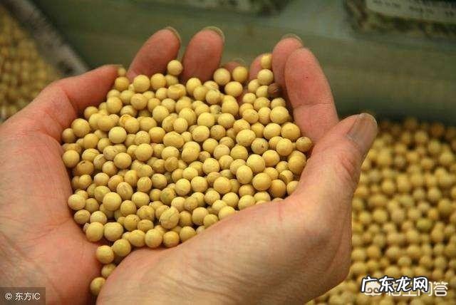 最近网上大力推销的巴西进口三角梅是不是一个大骗局