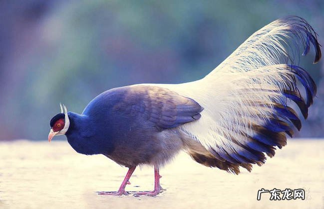 濒危动物有哪些 世界上快灭绝的动物