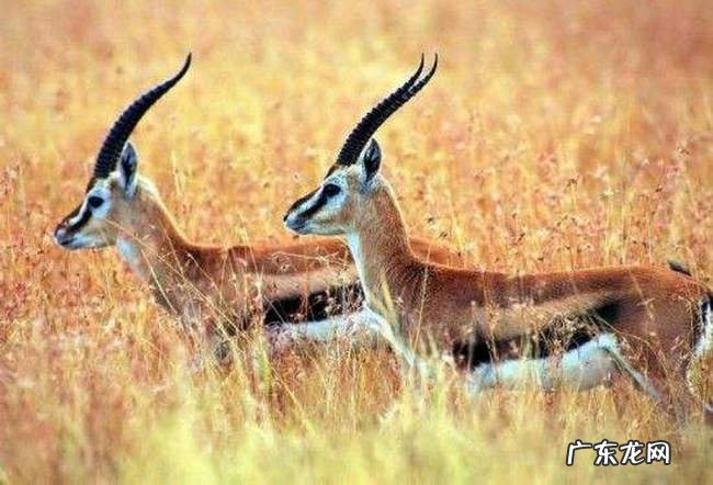 濒危动物有哪些 世界上快灭绝的动物