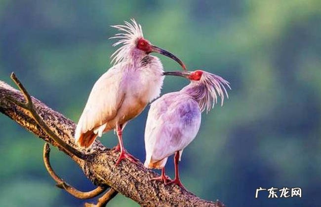 濒危动物有哪些 世界上快灭绝的动物