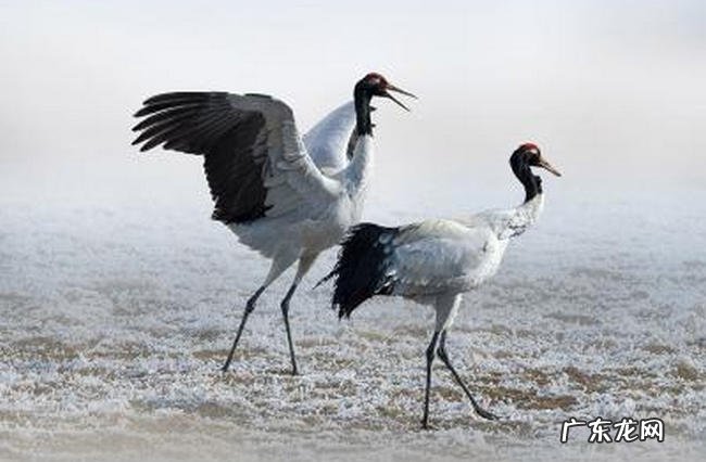 濒危动物有哪些 世界上快灭绝的动物