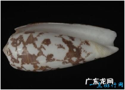 世界上最毒的海螺,鸡心螺的毒液能致10人死亡