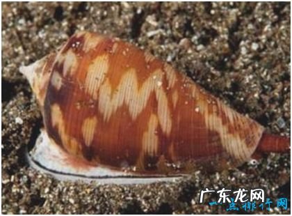 世界上最毒的海螺,鸡心螺的毒液能致10人死亡
