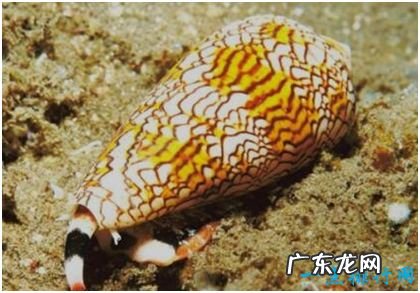 世界上最毒的海螺,鸡心螺的毒液能致10人死亡
