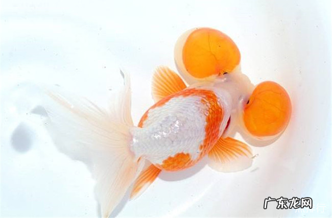 十大最好养的金鱼排名 金鱼品种大全介绍