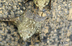 十大最恐怖蝙蝠图片 世界上最可怕的蝙蝠