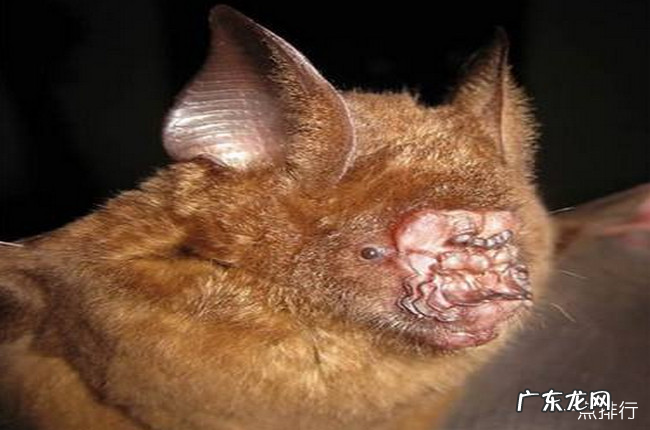 十大最恐怖蝙蝠图片 世界上最可怕的蝙蝠