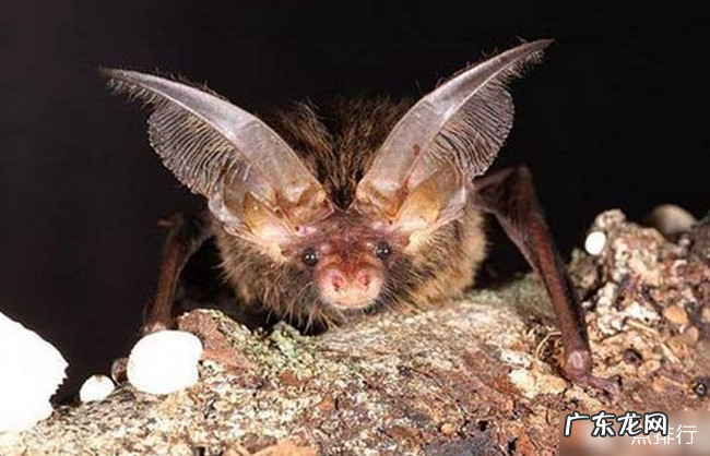 十大最恐怖蝙蝠图片 世界上最可怕的蝙蝠