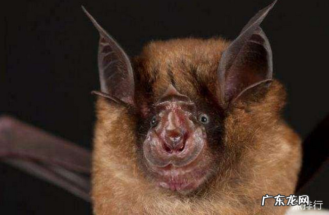 十大最恐怖蝙蝠图片 世界上最可怕的蝙蝠
