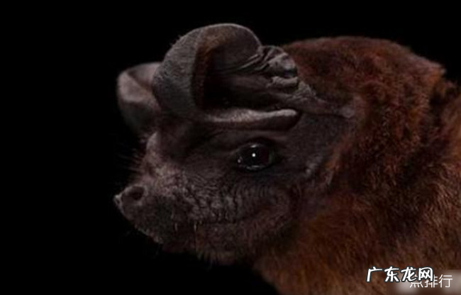 十大最恐怖蝙蝠图片 世界上最可怕的蝙蝠