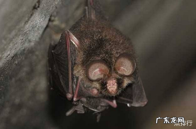十大最恐怖蝙蝠图片 世界上最可怕的蝙蝠