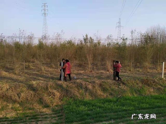 农村树上的蝉蛹为什么能卖五十元一斤,有什么蹊跷