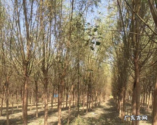 农村树上的蝉蛹为什么能卖五十元一斤,有什么蹊跷