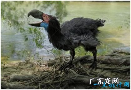 史上最凶残的鸟,恐怖鸟没有能与自己抗衡的对手