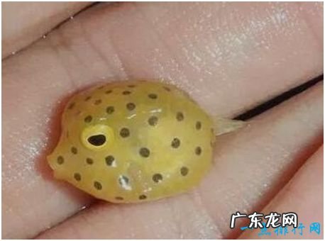 世界上最萌的鱼,粒突箱鲀鱼长得像一只方盒子