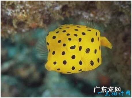世界上最萌的鱼,粒突箱鲀鱼长得像一只方盒子