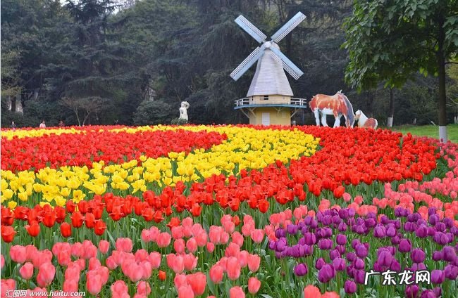 世界十大花海 空气都是浪漫的滋味