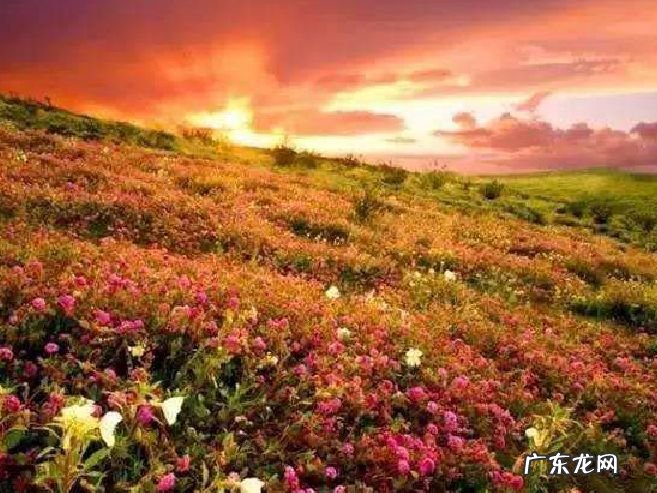 世界十大花海 空气都是浪漫的滋味