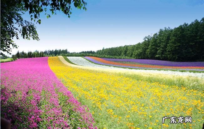 世界十大花海 空气都是浪漫的滋味