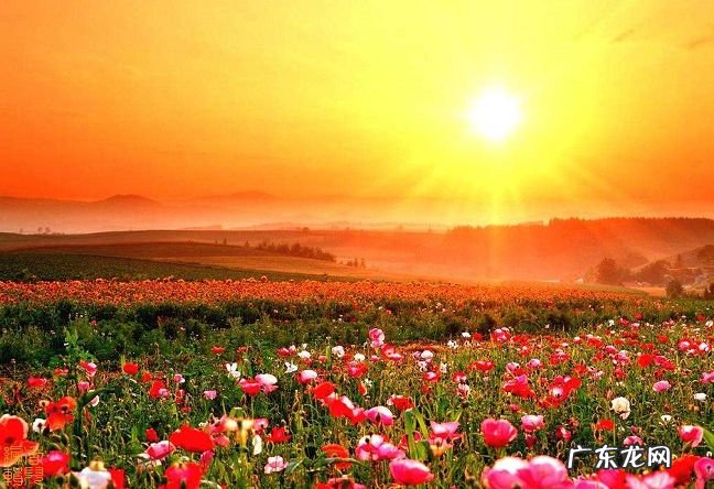世界十大花海 空气都是浪漫的滋味
