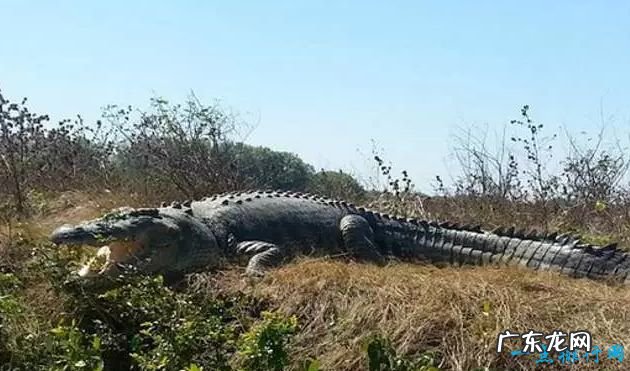 6.4米/1075公斤 世界上最大的鳄鱼Top10 食人巨鳄——洛龙