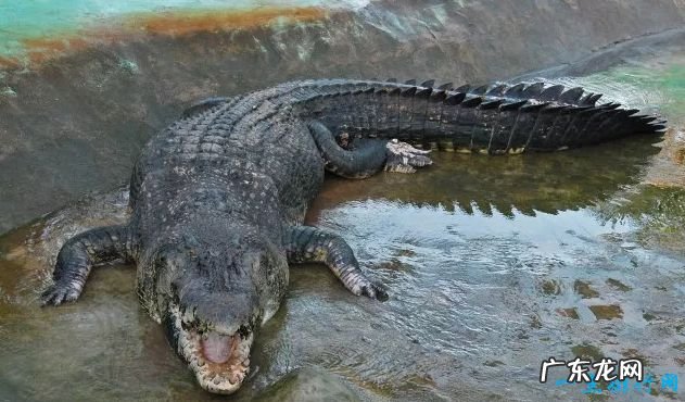 6.4米/1075公斤 世界上最大的鳄鱼Top10 食人巨鳄——洛龙
